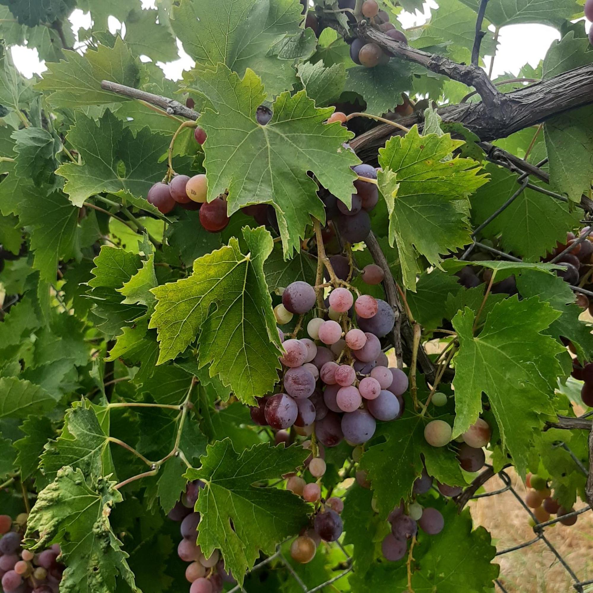 Αρχοντικό Παπανικολάου Villa Ligaria  Екстериор снимка