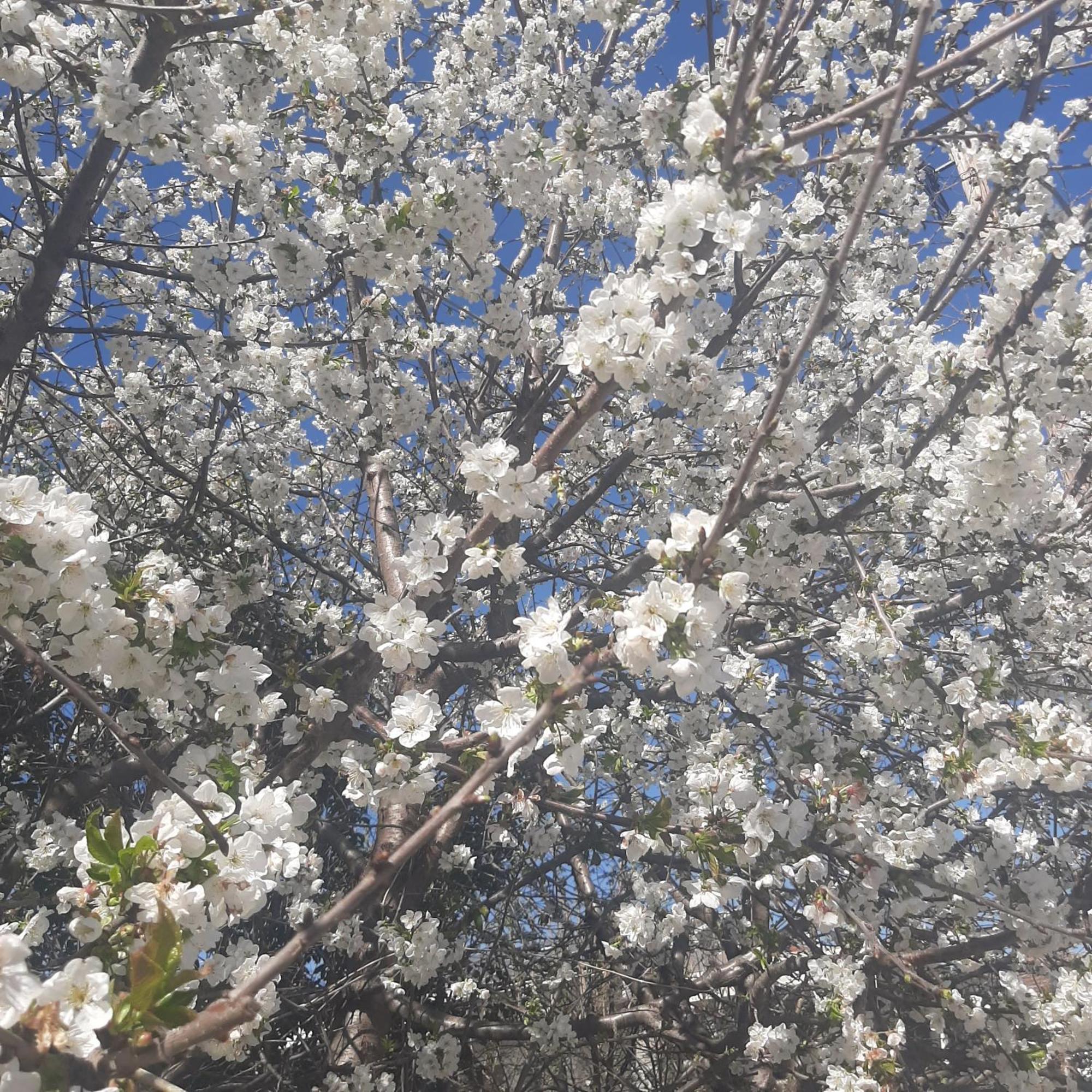 Αρχοντικό Παπανικολάου Villa Ligaria  Екстериор снимка